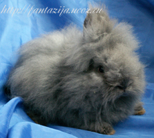 продаётся карликовый ангорский крольчонок из питомника Фантазия с клубной родословной