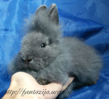 продаётся карликовый ангорский крольчонок из питомника Фантазия с клубной родословной